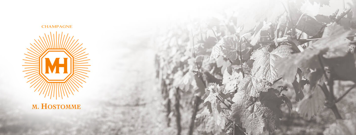 Hostomme: Die Weinlese – Ein besonderer Jahrgang kündigt sich an.