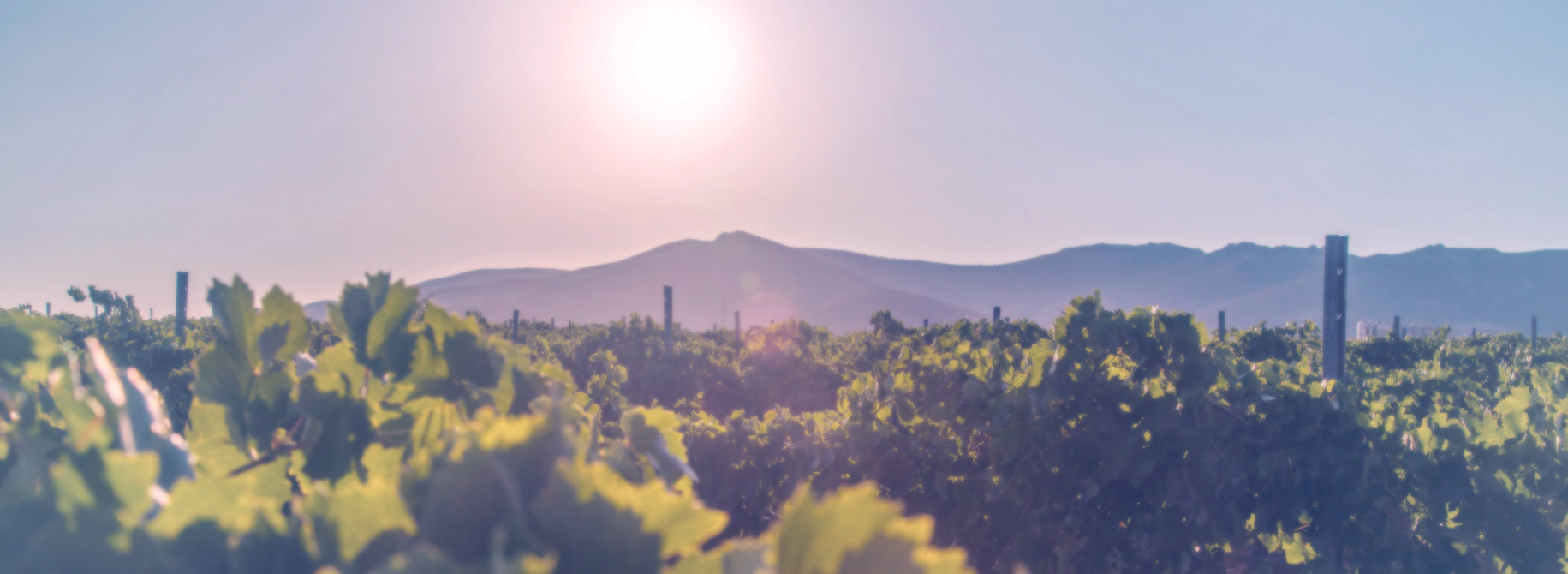 Bodegas El Progreso